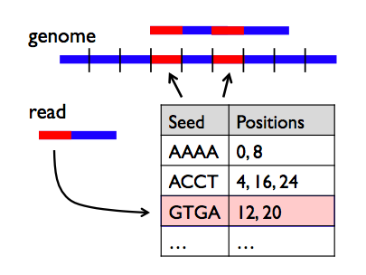 align dna sequences